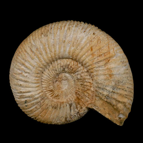 95MM Perisphinctes Ammonite Fossil Nautilus Madagascar Jurassic Age COA - Fossil Age Minerals