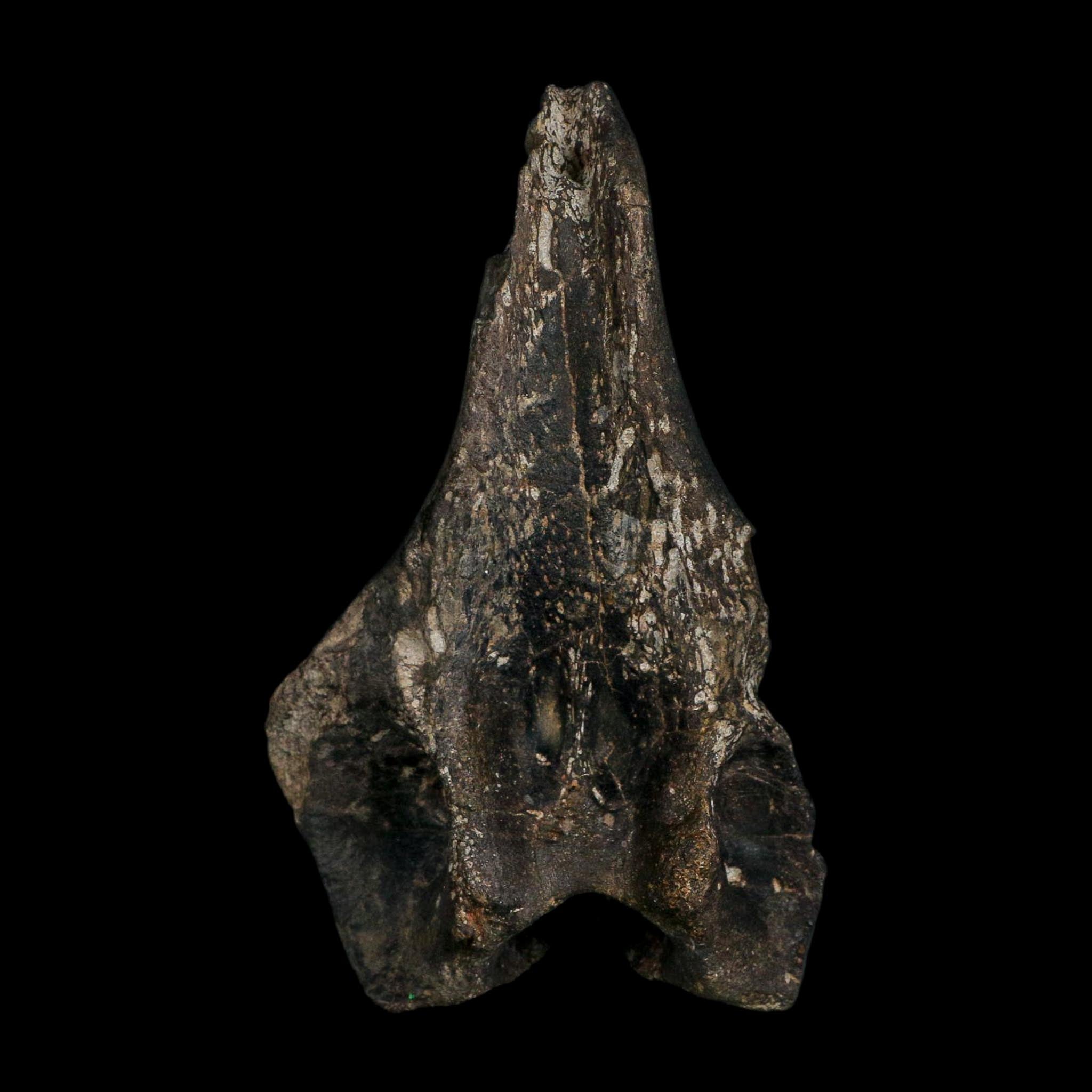 5.1" Tyrannosaur Fossil Vertebrae Process Cretaceous Dinosaur Two Medicine FM MT COA