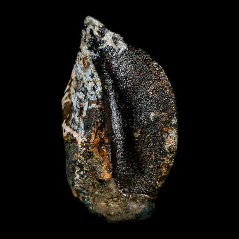 XL 1.1" Triceratops Fossil Crown Tooth Hell Creek FM Cretaceous Dinosaur MT COA - Fossil Age Minerals