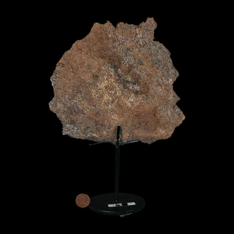 7" Stegosaurus Fossil Bone Morrison FM Wyoming Jurassic Age Dinosaur COA Stand