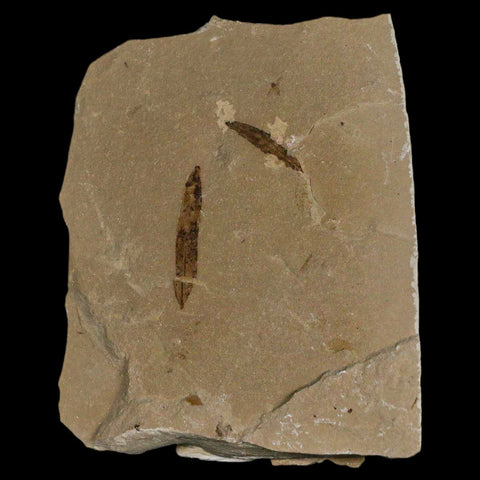 Cedrelospermum Nervosum And Mimosites Fossil Plant Leaf Eocene Age Green River UT - Fossil Age Minerals