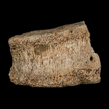 2.1" Dromaeosaurus Raptor Fossil Vertebrae Bone Cretaceous Dinosaur Hell Creek MT COA