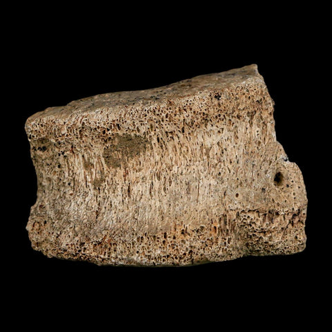 2.1" Dromaeosaurus Raptor Fossil Vertebrae Bone Cretaceous Dinosaur Hell Creek MT COA