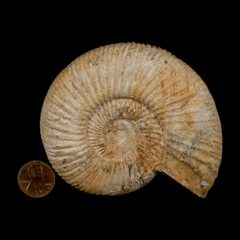 95MM Perisphinctes Ammonite Fossil Nautilus Madagascar Jurassic Age COA - Fossil Age Minerals