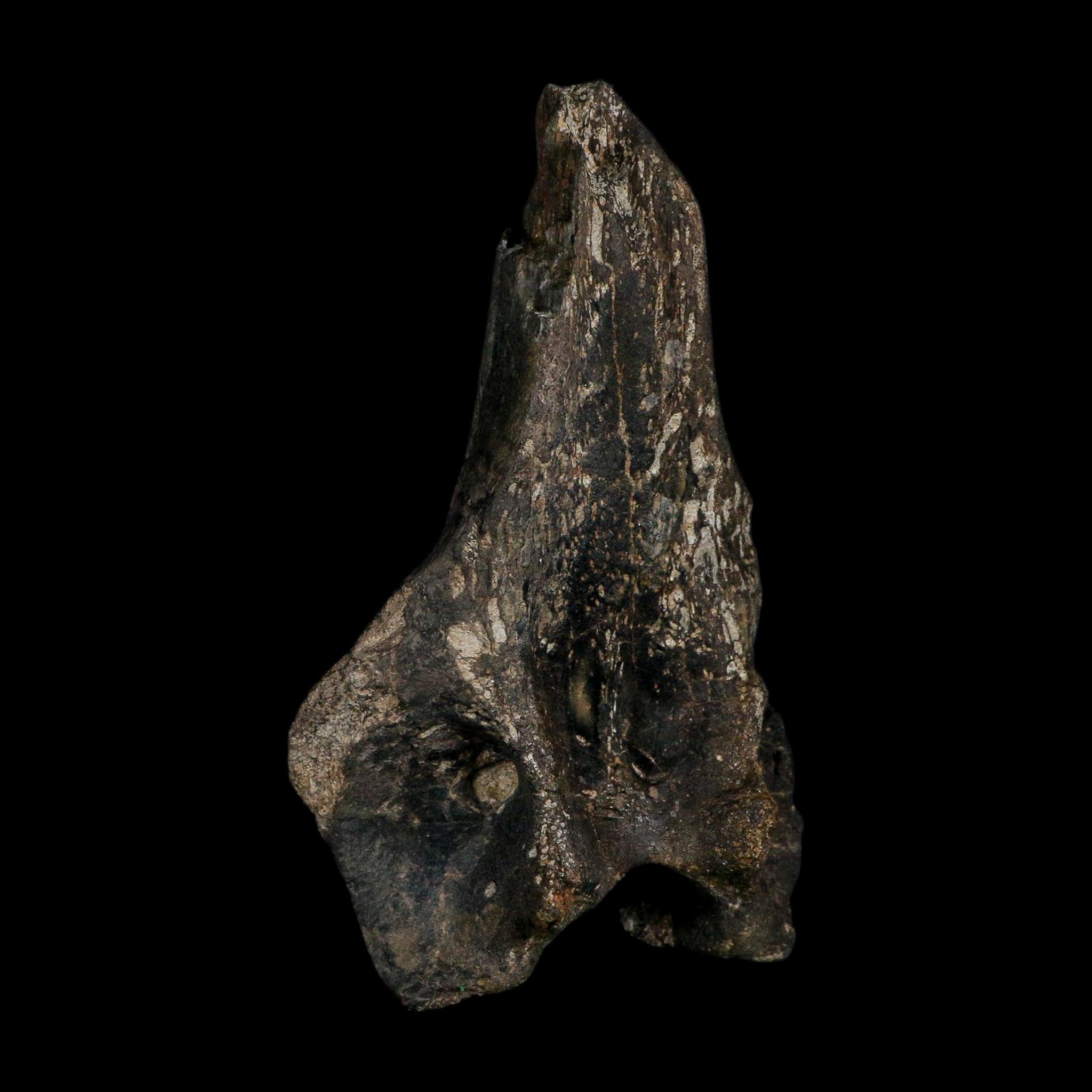 5.1" Tyrannosaur Fossil Vertebrae Process Cretaceous Dinosaur Two Medicine FM MT COA