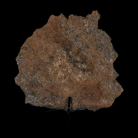 7" Stegosaurus Fossil Bone Morrison FM Wyoming Jurassic Age Dinosaur COA Stand