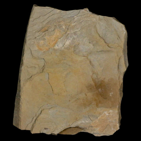 Cedrelospermum Nervosum And Mimosites Fossil Plant Leaf Eocene Age Green River UT - Fossil Age Minerals