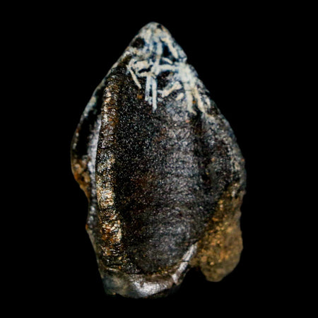 XL 1.1" Triceratops Fossil Crown Tooth Hell Creek FM Cretaceous Dinosaur MT COA