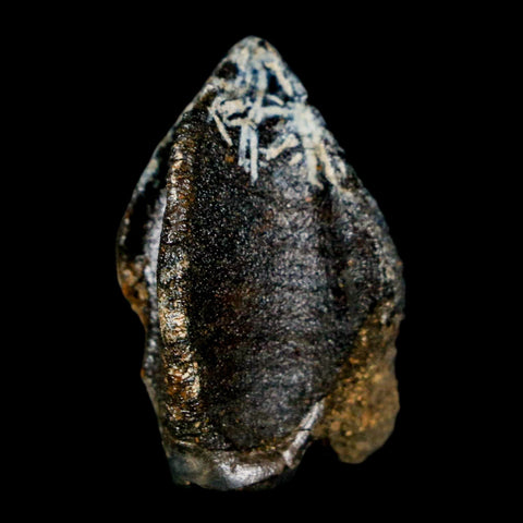 XL 1.1" Triceratops Fossil Crown Tooth Hell Creek FM Cretaceous Dinosaur MT COA - Fossil Age Minerals