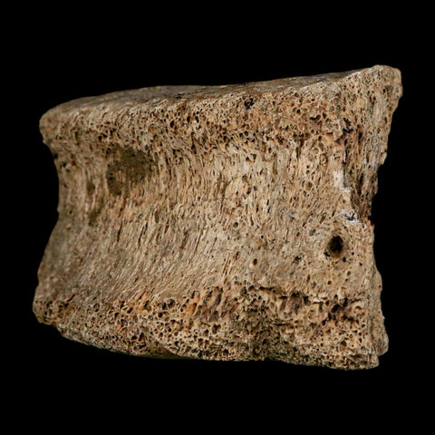 2.1" Dromaeosaurus Raptor Fossil Vertebrae Bone Cretaceous Dinosaur Hell Creek MT COA