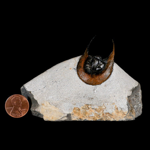 1.8" Harpes Perradiatus Trilobite Fossil Devonian Age Boudib Morocco COA - Fossil Age Minerals