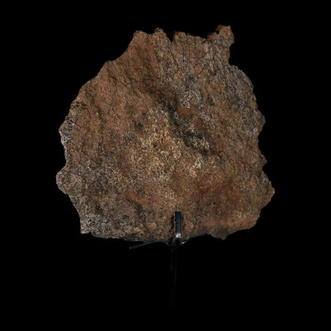 7" Stegosaurus Fossil Bone Morrison FM Wyoming Jurassic Age Dinosaur COA Stand