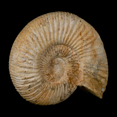 95MM Perisphinctes Ammonite Fossil Nautilus Madagascar Jurassic Age COA - Fossil Age Minerals