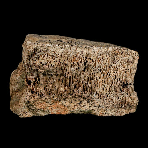 2.1" Dromaeosaurus Raptor Fossil Vertebrae Bone Cretaceous Dinosaur Hell Creek MT COA