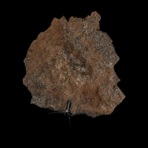 7" Stegosaurus Fossil Bone Morrison FM Wyoming Jurassic Age Dinosaur COA Stand