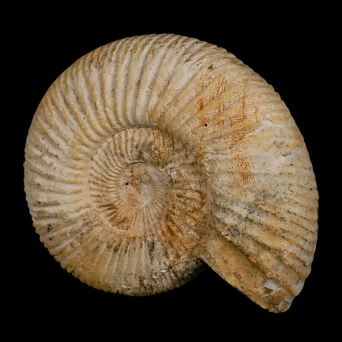 95MM Perisphinctes Ammonite Fossil Nautilus Madagascar Jurassic Age COA - Fossil Age Minerals