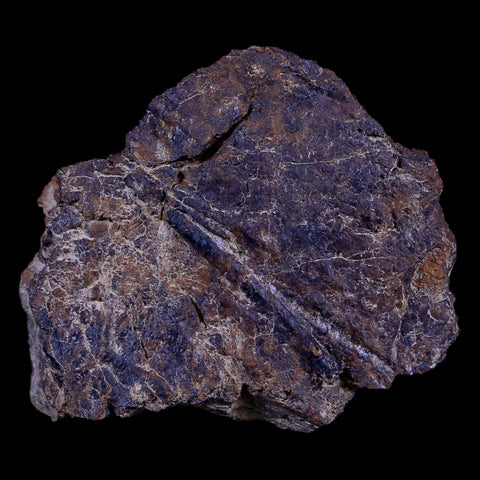 2.3" Rare Triceratops Fossil Imprint Blood Vein In Rock Cretaceous Dinosaur Montana COA - Fossil Age Minerals