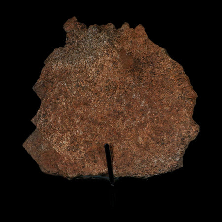 7" Stegosaurus Fossil Bone Morrison FM Wyoming Jurassic Age Dinosaur COA Stand