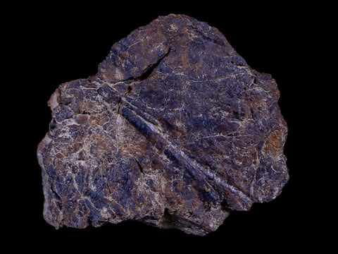 2.3" Rare Triceratops Fossil Imprint Blood Vein In Rock Cretaceous Dinosaur Montana COA - Fossil Age Minerals