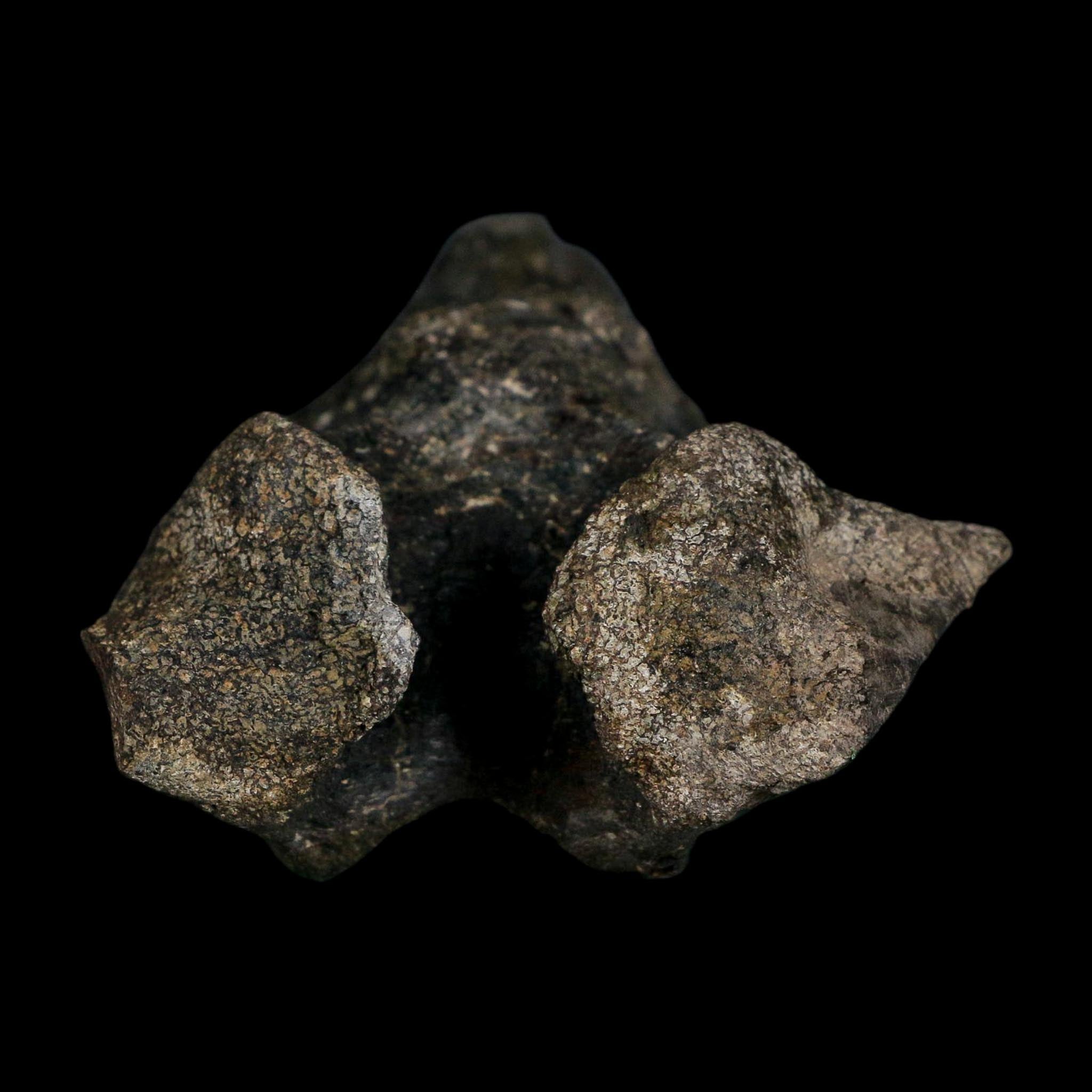 5.1" Tyrannosaur Fossil Vertebrae Process Cretaceous Dinosaur Two Medicine FM MT COA
