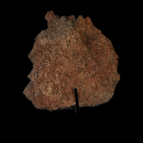 7" Stegosaurus Fossil Bone Morrison FM Wyoming Jurassic Age Dinosaur COA Stand