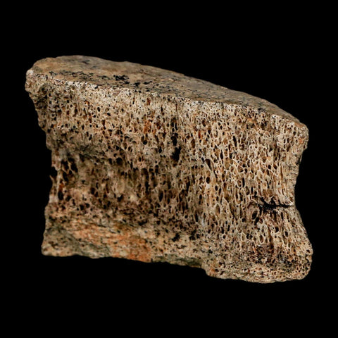 2.1" Dromaeosaurus Raptor Fossil Vertebrae Bone Cretaceous Dinosaur Hell Creek MT COA