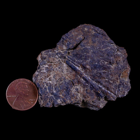 2.3" Rare Triceratops Fossil Imprint Blood Vein In Rock Cretaceous Dinosaur Montana COA - Fossil Age Minerals