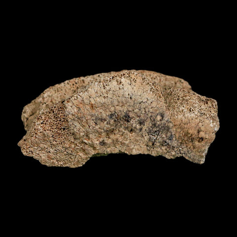 2.1" Dromaeosaurus Raptor Fossil Vertebrae Bone Cretaceous Dinosaur Hell Creek MT COA