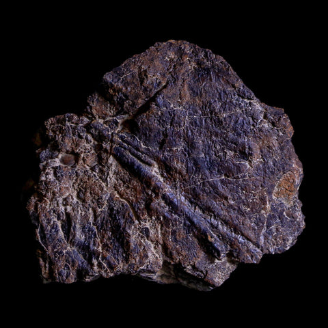 2.3" Rare Triceratops Fossil Imprint Blood Vein In Rock Cretaceous Dinosaur Montana COA - Fossil Age Minerals