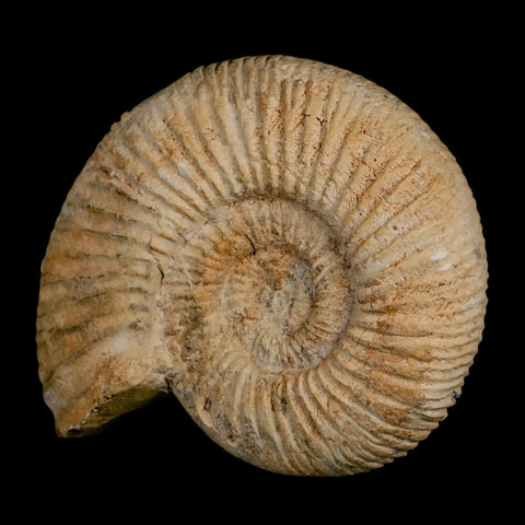 95MM Perisphinctes Ammonite Fossil Nautilus Madagascar Jurassic Age COA - Fossil Age Minerals