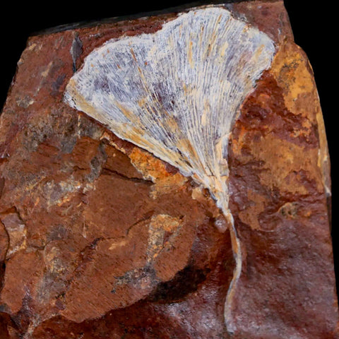 2.3" Detailed Ginkgo Cranei Fossil Plant Leaf Morton County, ND Paleocene Age COA - Fossil Age Minerals