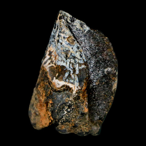 XL 1.1" Triceratops Fossil Crown Tooth Hell Creek FM Cretaceous Dinosaur MT COA - Fossil Age Minerals