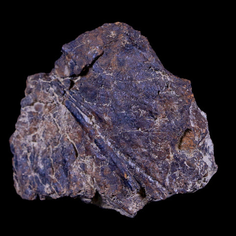 2.3" Rare Triceratops Fossil Imprint Blood Vein In Rock Cretaceous Dinosaur Montana COA - Fossil Age Minerals