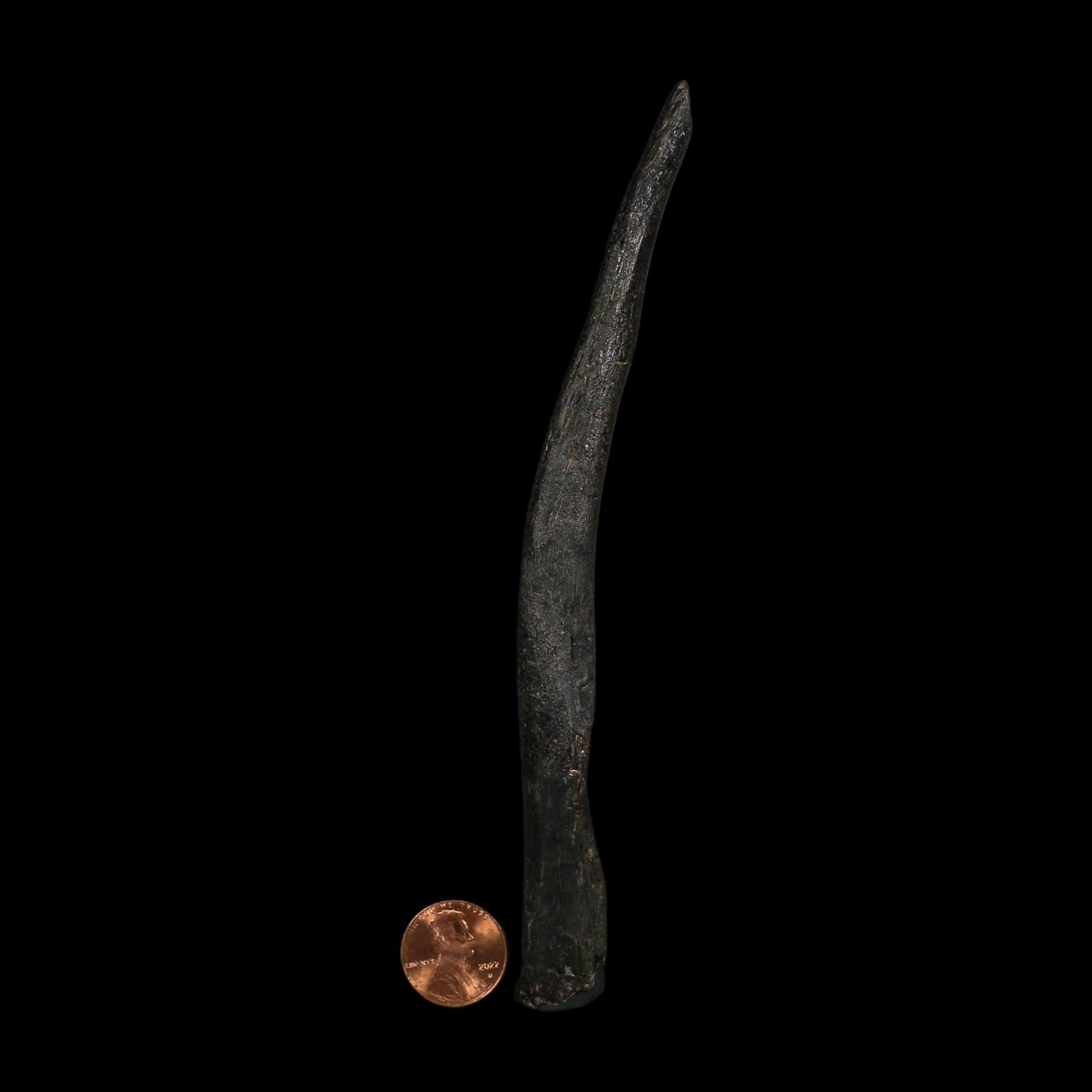 6.5" Tyrannosaur Fossil Cervical Rib Bone Cretaceous Dinosaur Two Medicine FM MT COA