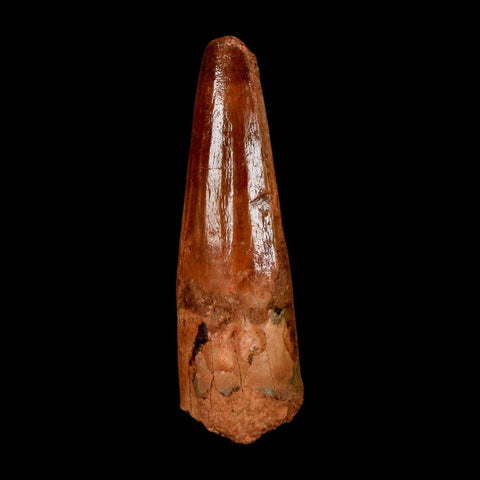 1.6" Spinosaurus Fossil Tooth 100 Million Years Old Cretaceous Dinosaur COA Stand