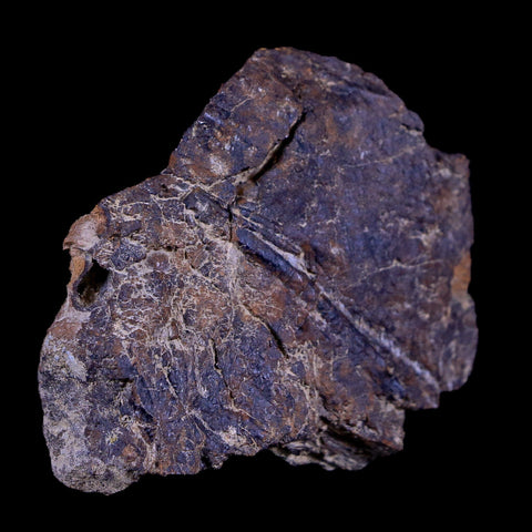 2.3" Rare Triceratops Fossil Imprint Blood Vein In Rock Cretaceous Dinosaur Montana COA - Fossil Age Minerals