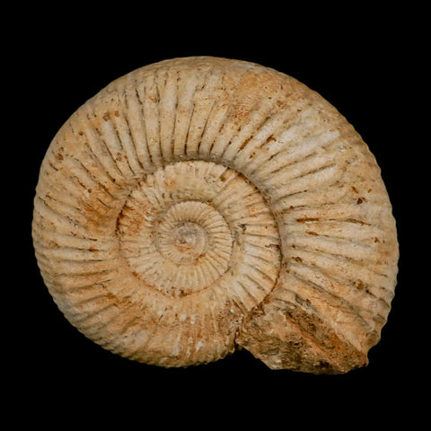 97MM Perisphinctes Ammonite Fossil Nautilus Madagascar Jurassic Age COA - Fossil Age Minerals