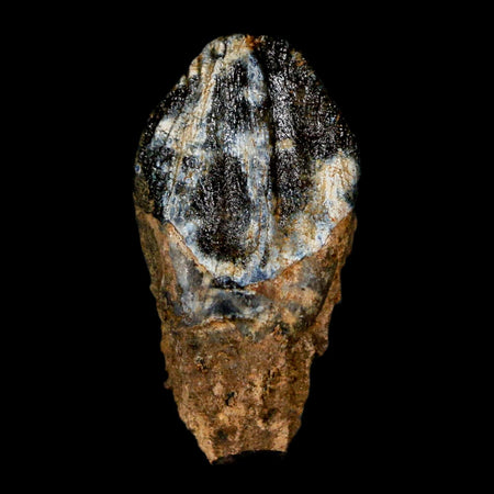 XL 1" Triceratops Fossil Tooth Hell Creek FM Cretaceous Dinosaur Montana COA Stand