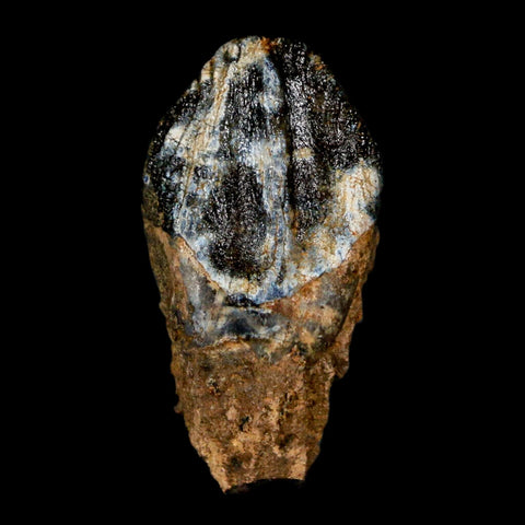 XL 1" Triceratops Fossil Tooth Hell Creek FM Cretaceous Dinosaur Montana COA Stand - Fossil Age Minerals