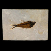4.3" Diplomystus Dentatus Fossil Fish Green River FM WY Eocene Age COA, Stand
