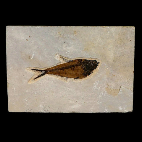 4.3" Diplomystus Dentatus Fossil Fish Green River FM WY Eocene Age COA, Stand - Fossil Age Minerals