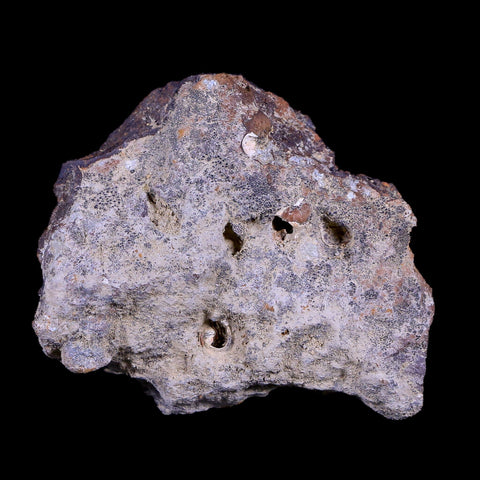 2.3" Rare Triceratops Fossil Imprint Blood Vein In Rock Cretaceous Dinosaur Montana COA - Fossil Age Minerals