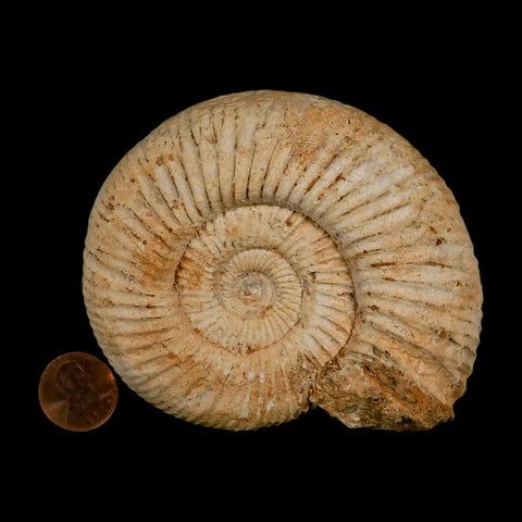 97MM Perisphinctes Ammonite Fossil Nautilus Madagascar Jurassic Age COA - Fossil Age Minerals