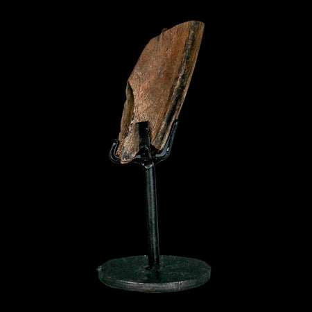 2.8" Dromaeosaurus Raptor Fossil Rib Bone Cretaceous Dinosaur Hell Creek MT COA Stand