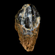 XL 1" Triceratops Fossil Tooth Hell Creek FM Cretaceous Dinosaur Montana COA Stand