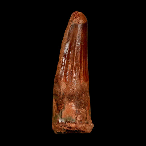 1.6" Spinosaurus Fossil Tooth 100 Million Years Old Cretaceous Dinosaur COA Stand