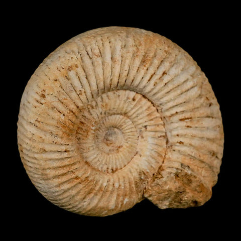 97MM Perisphinctes Ammonite Fossil Nautilus Madagascar Jurassic Age COA - Fossil Age Minerals