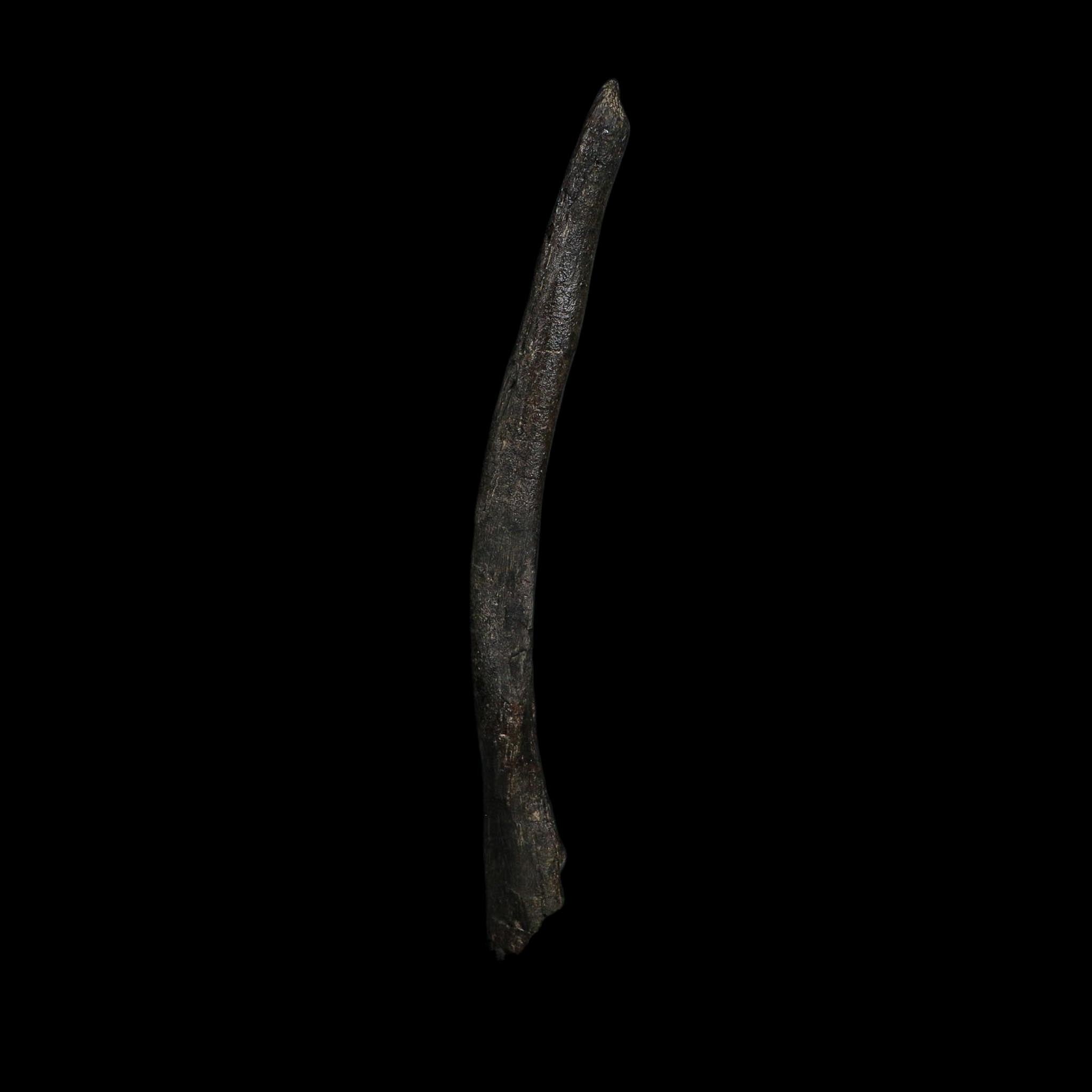 6.5" Tyrannosaur Fossil Cervical Rib Bone Cretaceous Dinosaur Two Medicine FM MT COA