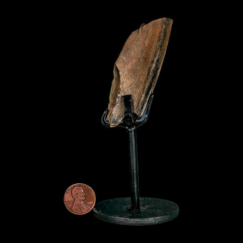 2.8" Dromaeosaurus Raptor Fossil Rib Bone Cretaceous Dinosaur Hell Creek MT COA Stand