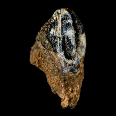 XL 1" Triceratops Fossil Tooth Hell Creek FM Cretaceous Dinosaur Montana COA Stand - Fossil Age Minerals
